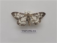 藏品(尺蛾109)的圖片